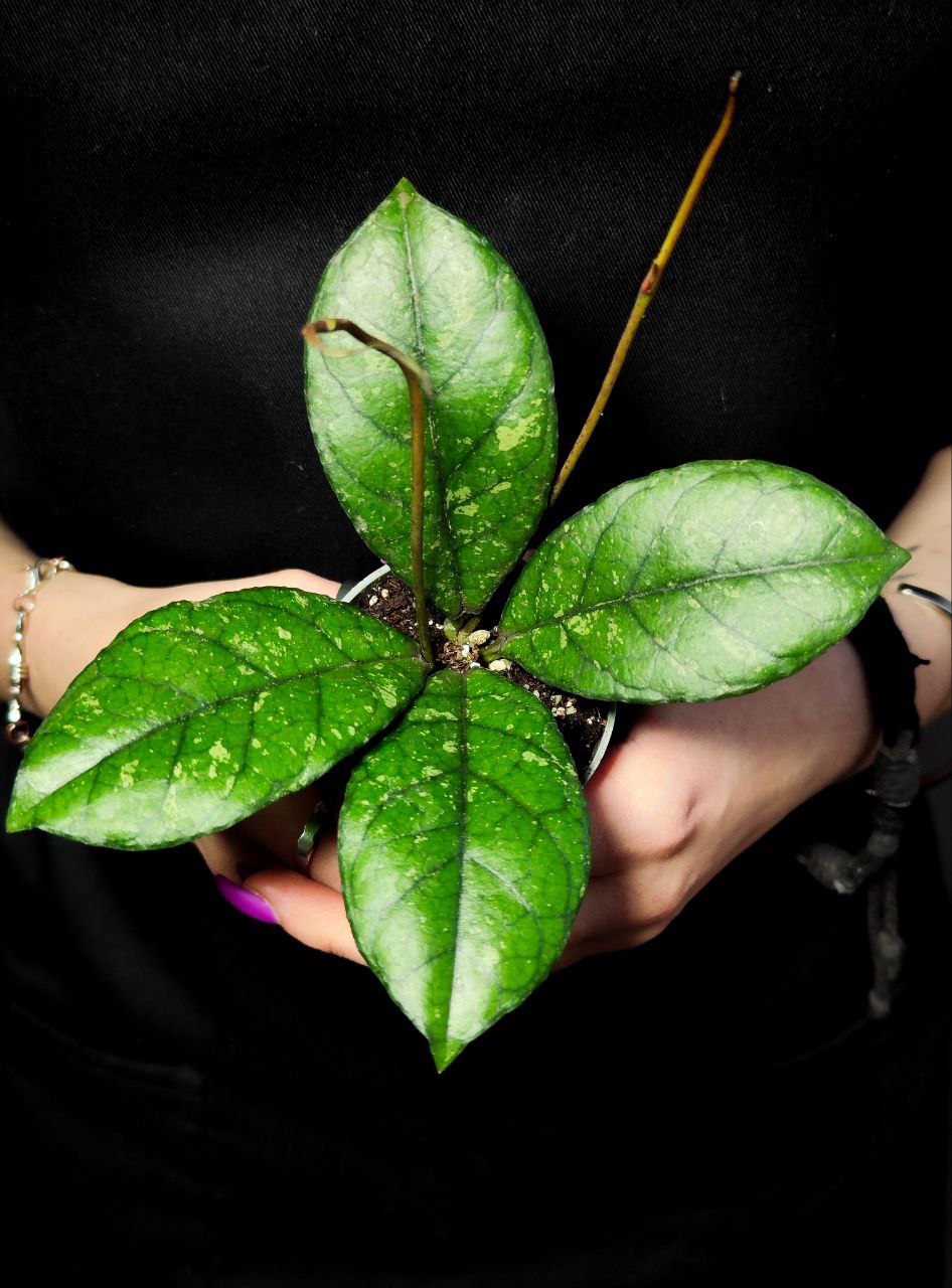 Хойя Каллистофилла Сплеш (Hoya Callistophylla Splash) D6см
