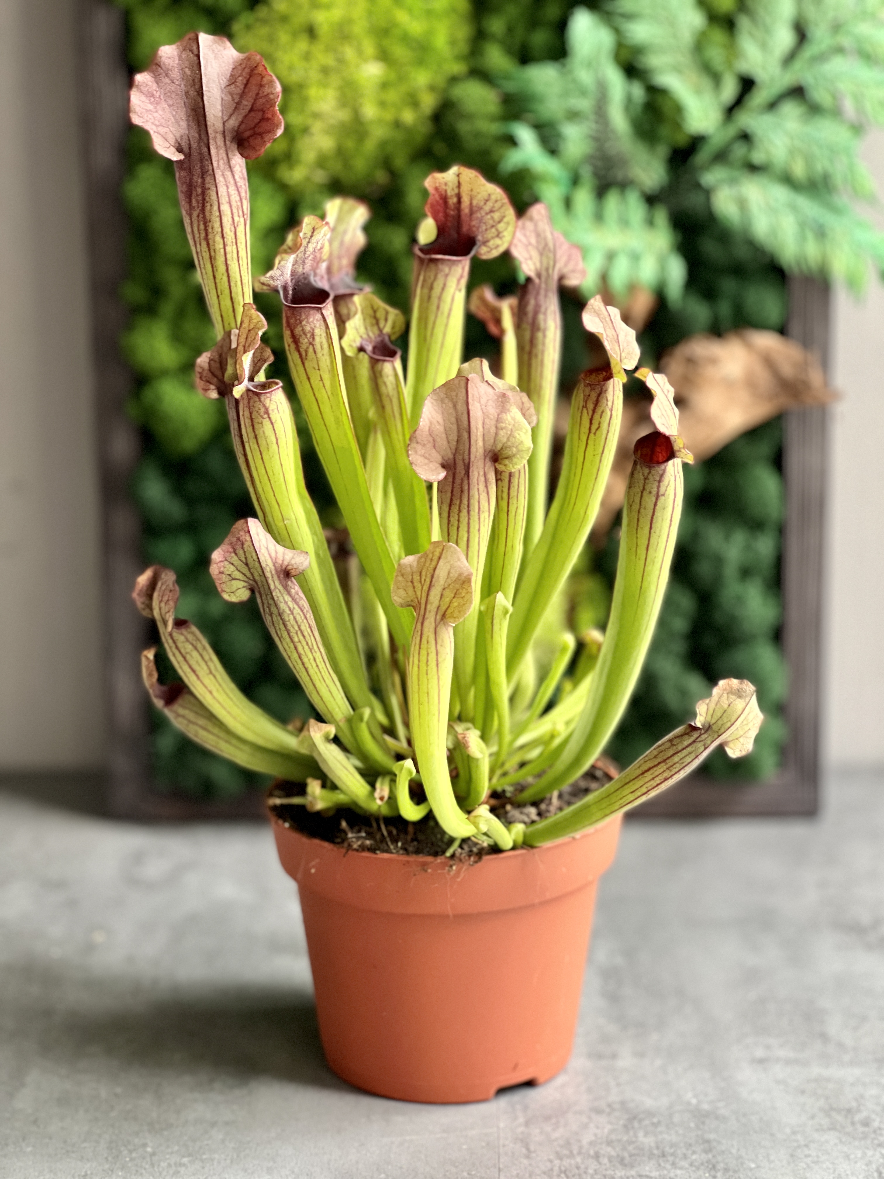 Саррацения Томас (Sarracenia Thomas) D12cм