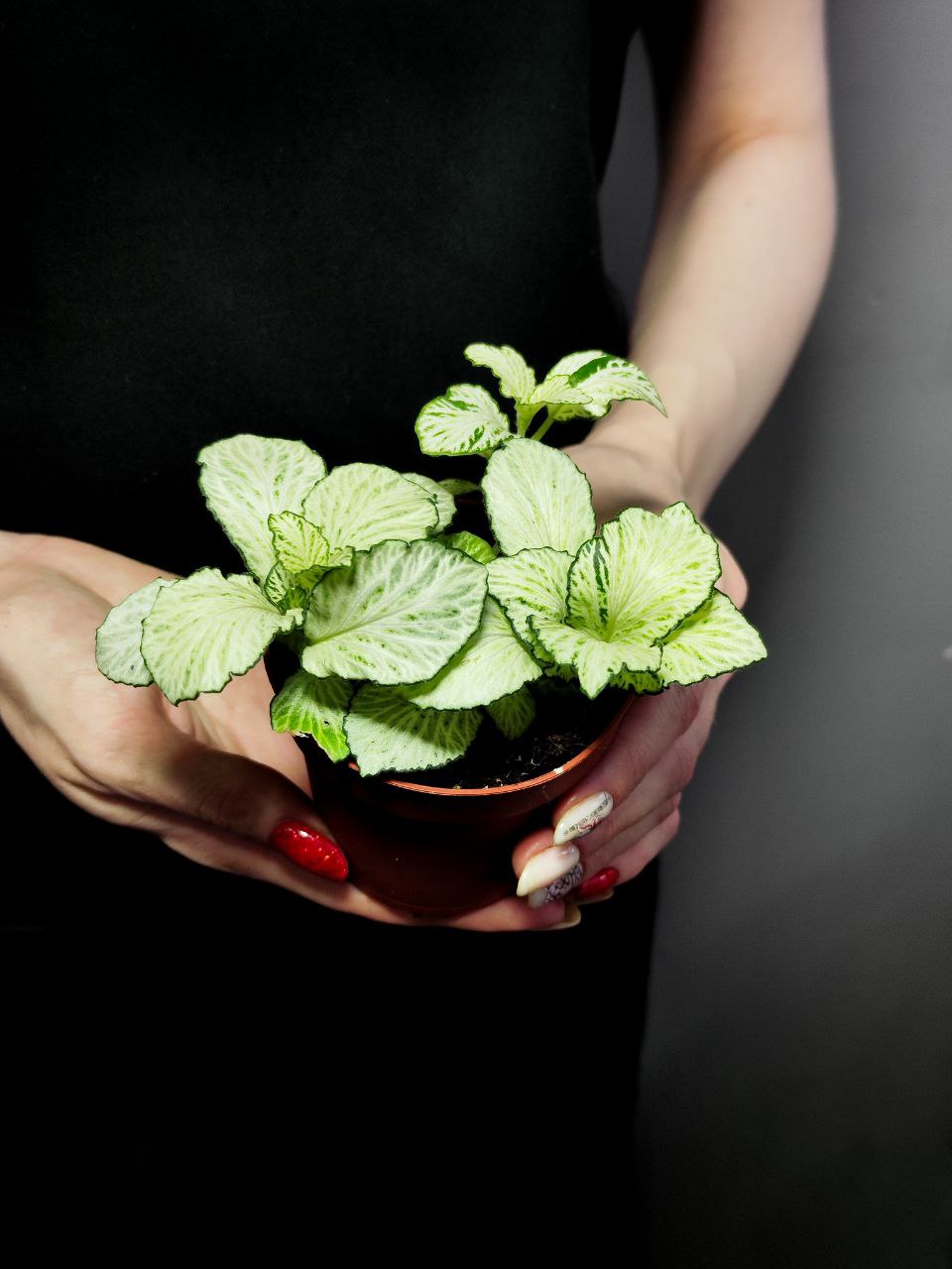 Фиттония Сноу Анна  (Fittonia Snow Anne) D8,5см
