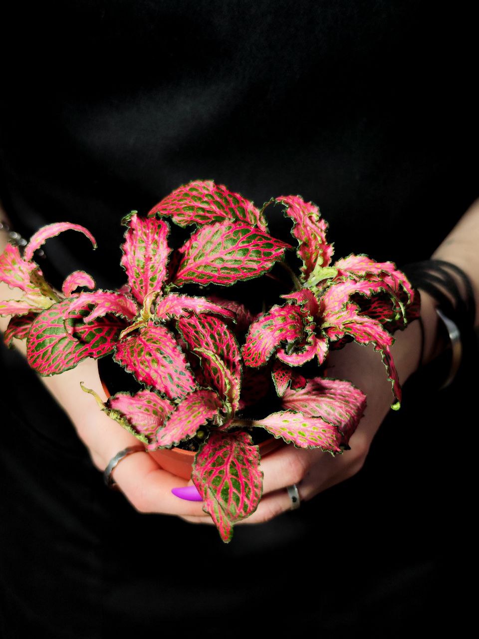 Фиттония Ред Тигр (Fittonia Red Tiger) D8,5см