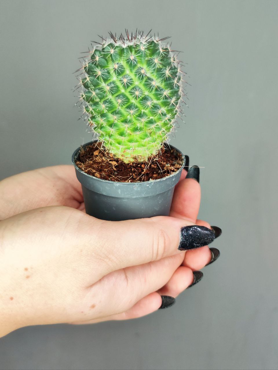 Маммиллярия Превосходная Одиночная (Mammillaria Perbella) D5см