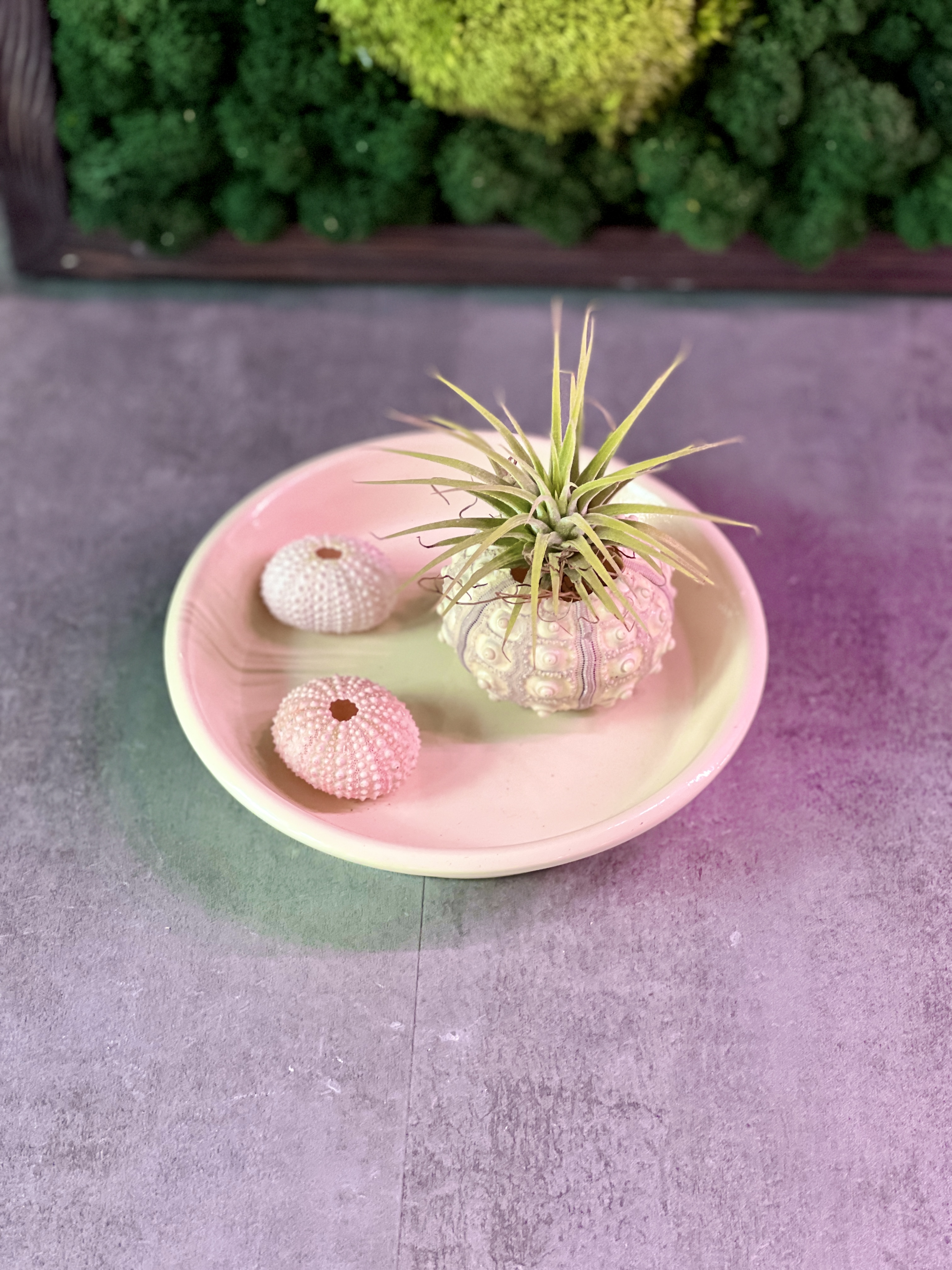 Тилландсия Ионанта Зеленая (Tillandsia Ionantha Green)