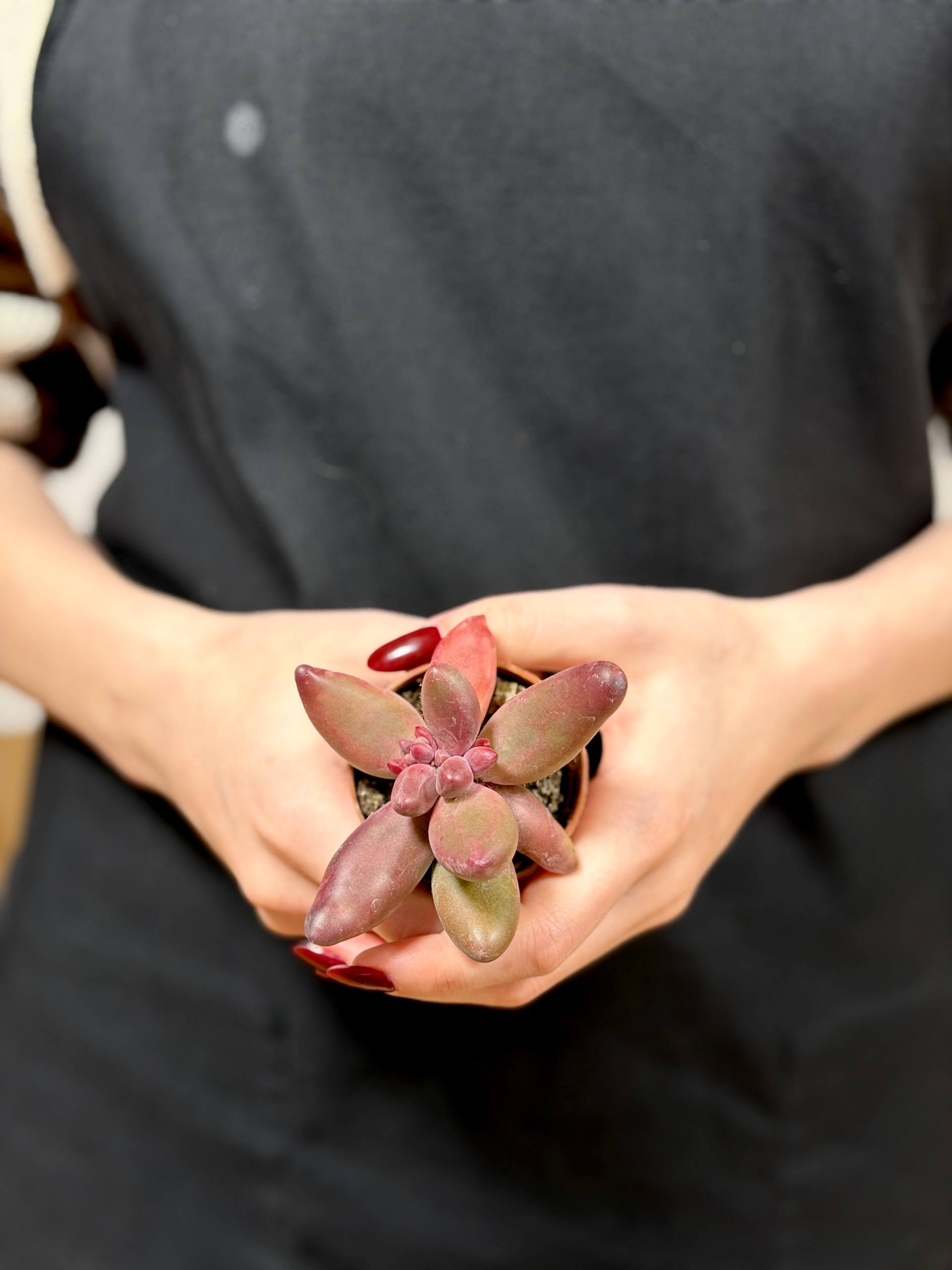 Пахифитум Ганьчжоу (Pachyphytum Ganzhou) D5см