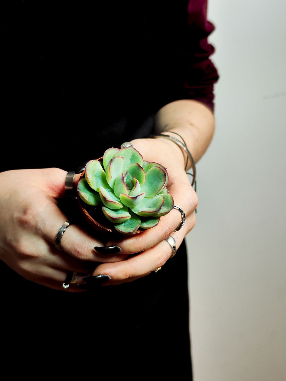 Эхеверия Пелуцида (Echeveria Pellucida) D5см