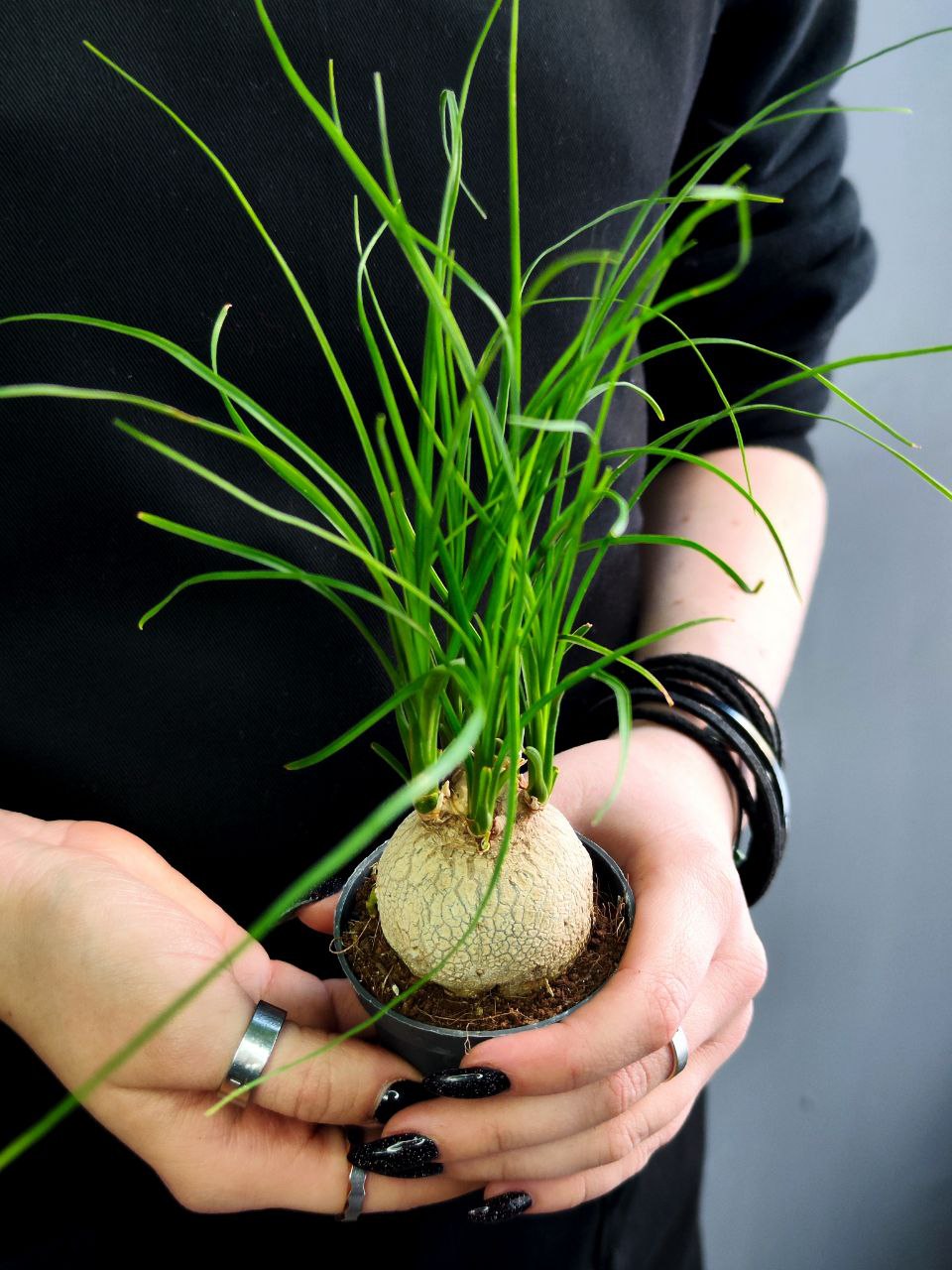 Нолина Бокарнея Рекурвата (Beaucarnea Recurvata Nolina) D6см