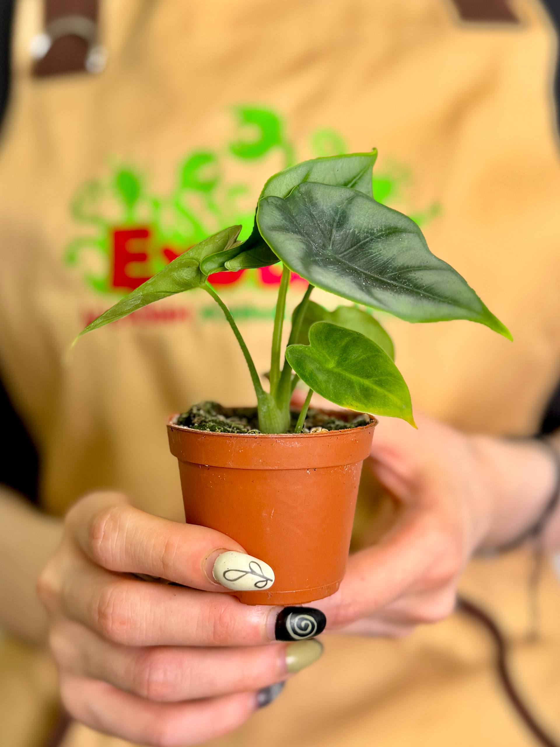 Алоказия Реверса (Alocasia Reversa) D6см
