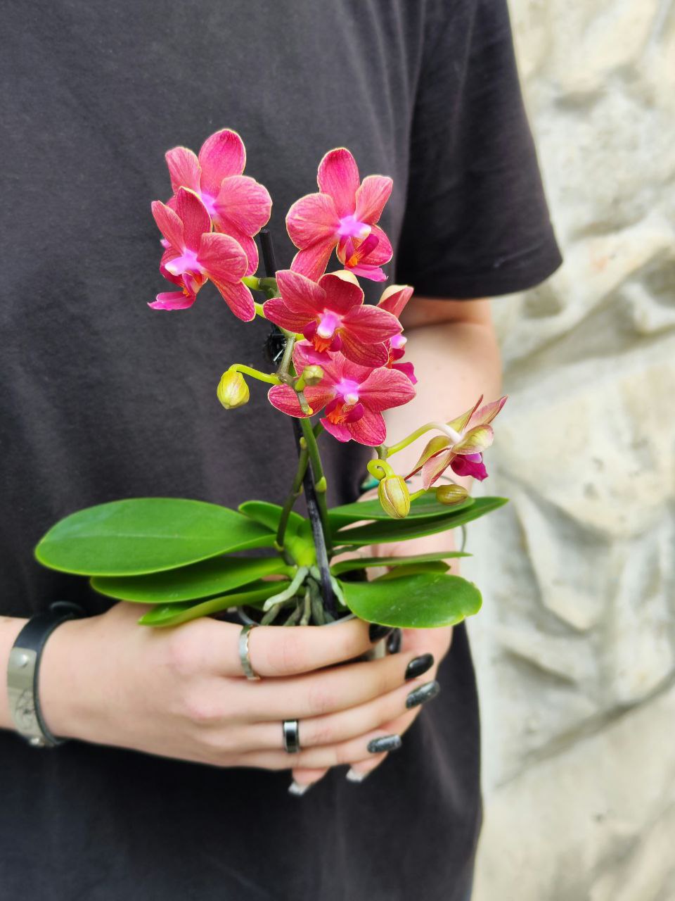 Орхидея Фаленопсис Мини Красная (Phalaenopsis Multiflora Red) D6см