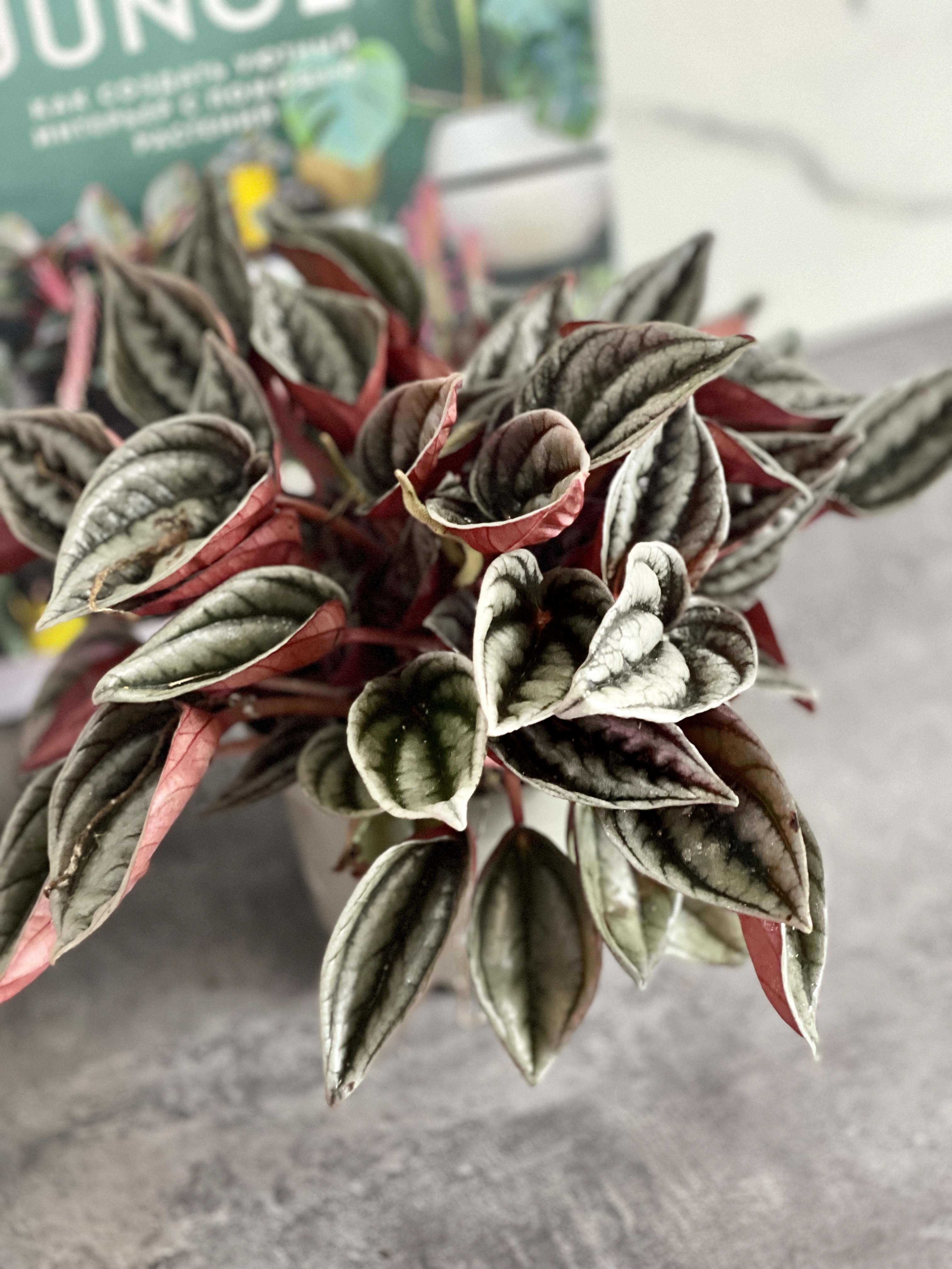 Пеперомия Каперата Мендоза (Peperomia Caperata Mendoza) D9см
