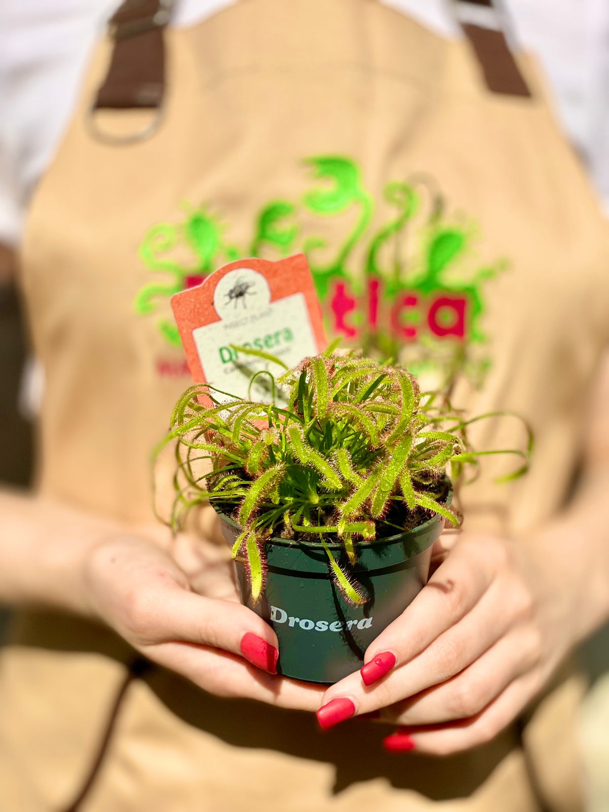 Росянка Капская (Drosera Capensis) D9см