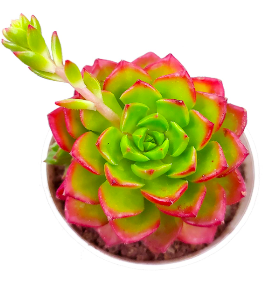 Эхеверия Мультикаулис (Echeveria Multicaulis) D5см