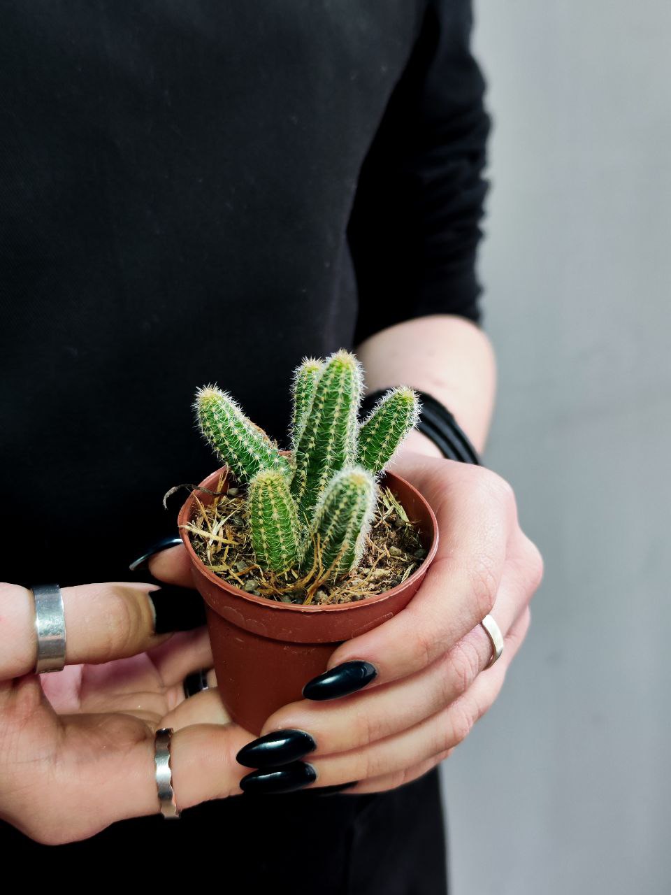 Кактус Хамецереус Сильвестра (Chamaecereus Silvestrii) D5см