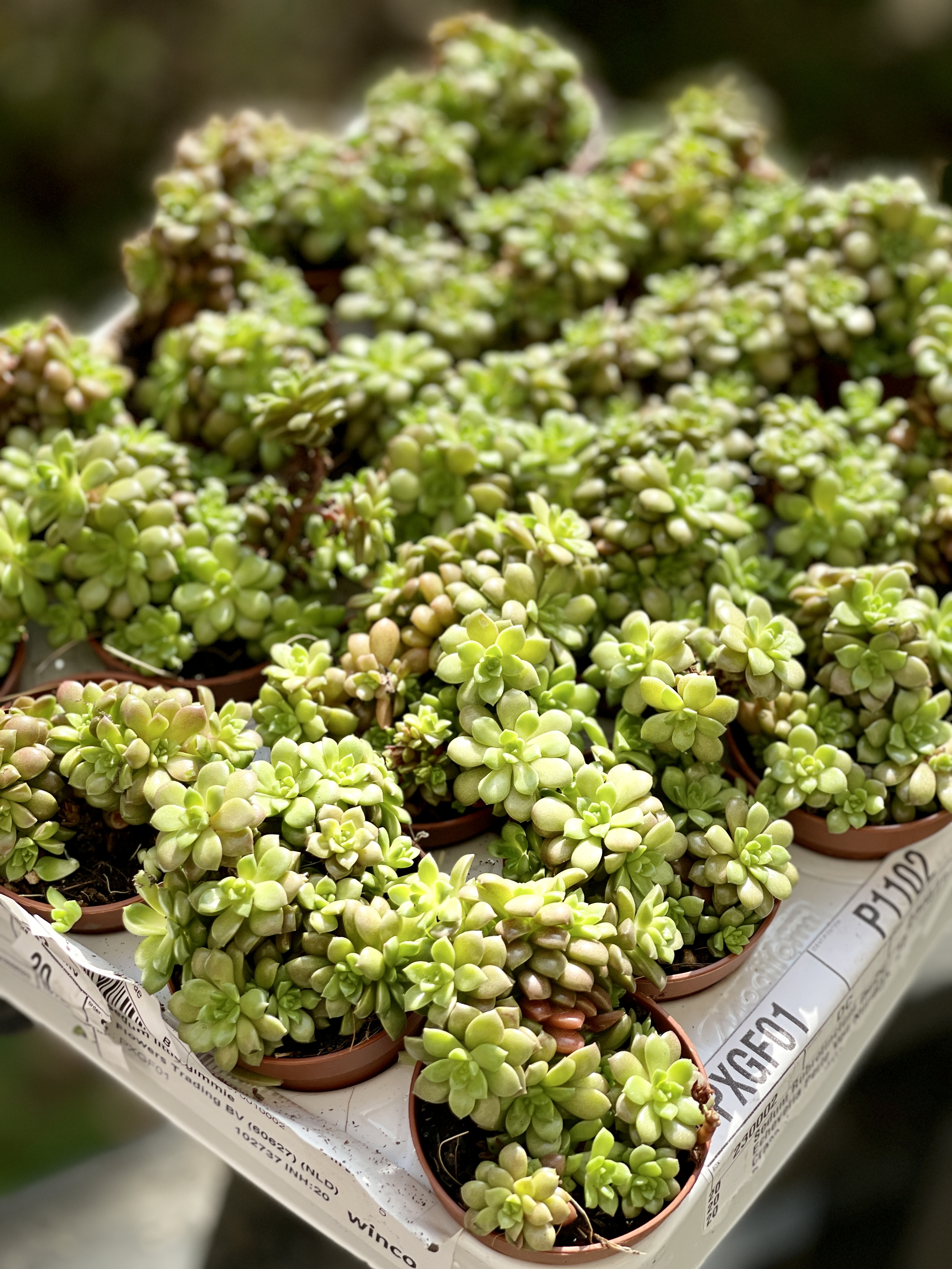 Граптоседум Литтл Джимми (Graptosedum Little Gimmie) D5см