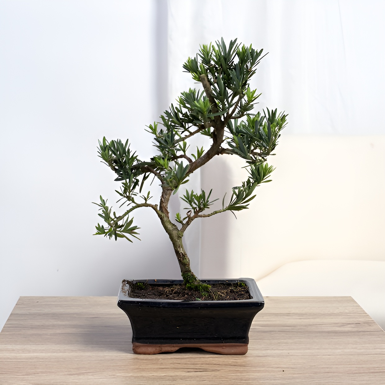 Бонсай Подокарпус (Bonsai Podocarpus)
