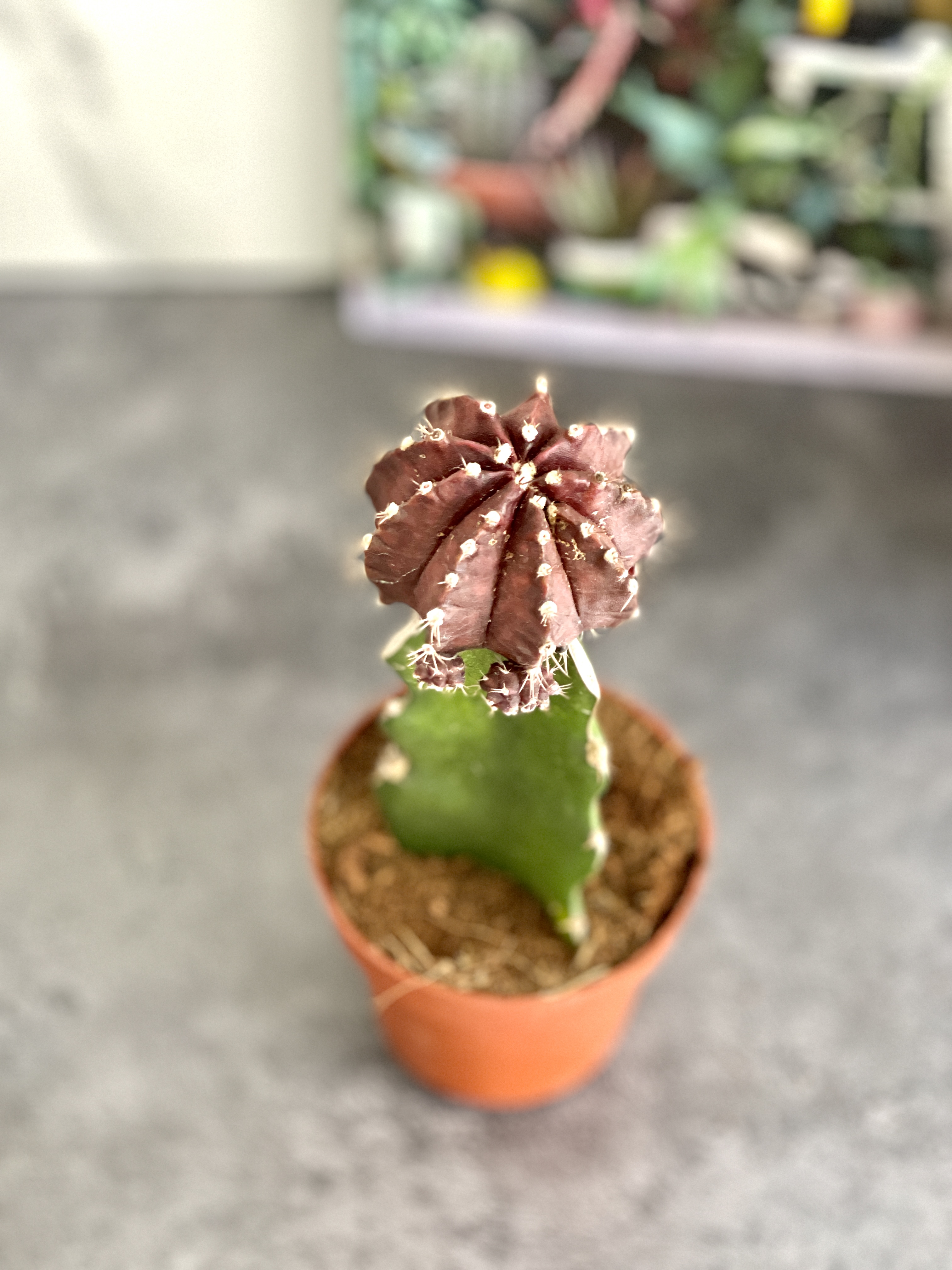 Гимнокалициум Михановича Микс (Gymnocalycium Mihanovichii Mix) D9см