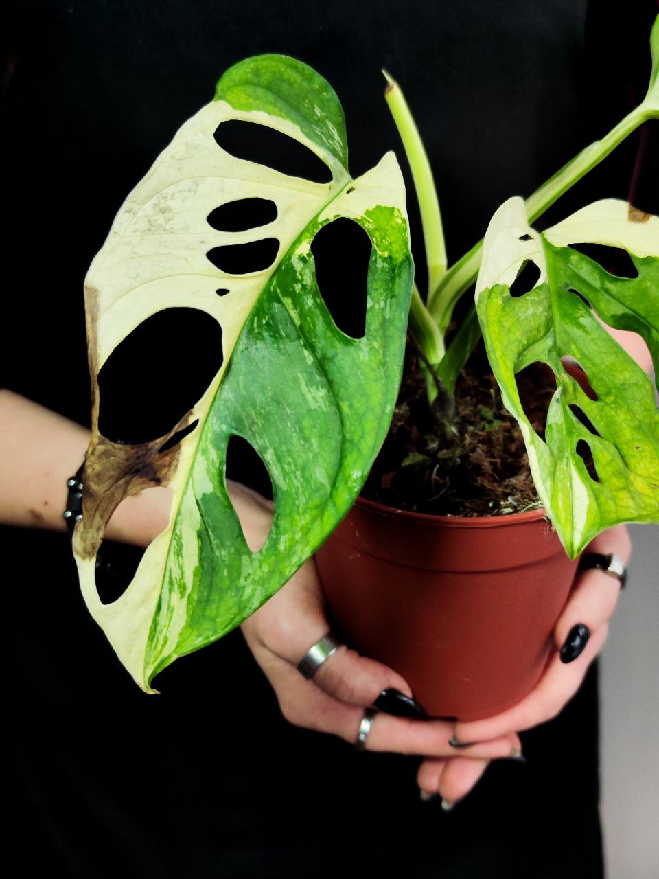 Монстера Адансона Вариегатная (Monstera Adansonii Variegata) D12см
