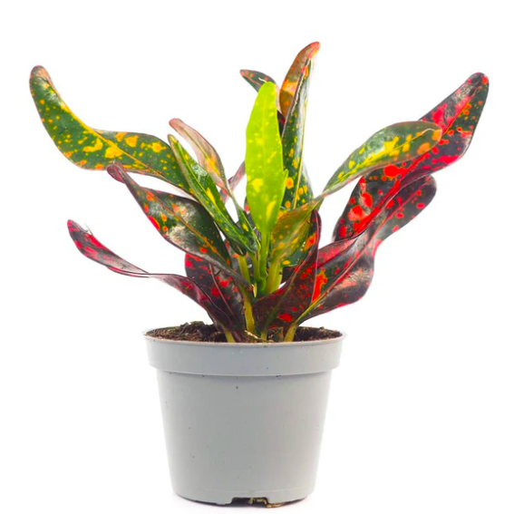 Кодиеум Ред Батик (Codiaeum Red Batik) D6см