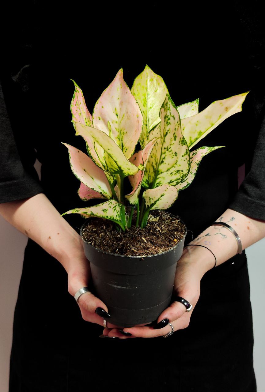 Аглаонема Рози (Aglaonema Rosy) D12см