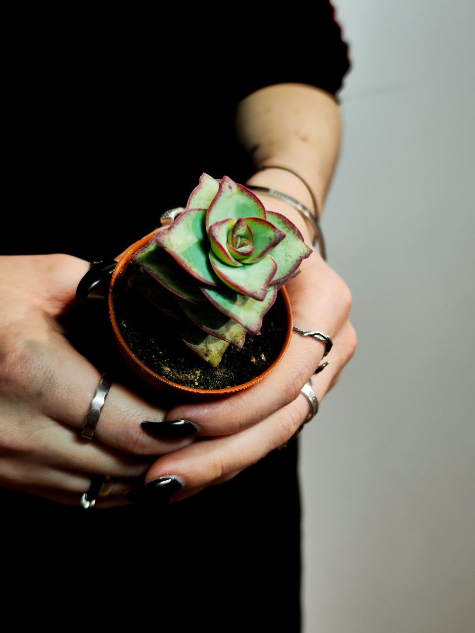 Крассула Перфората Мэджик Одиночный (Crassula Perforata Magic) D5см