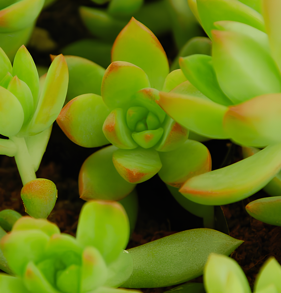 Седум Нуссбаумера Мини (Sedum Nussbaumeriana) D5см