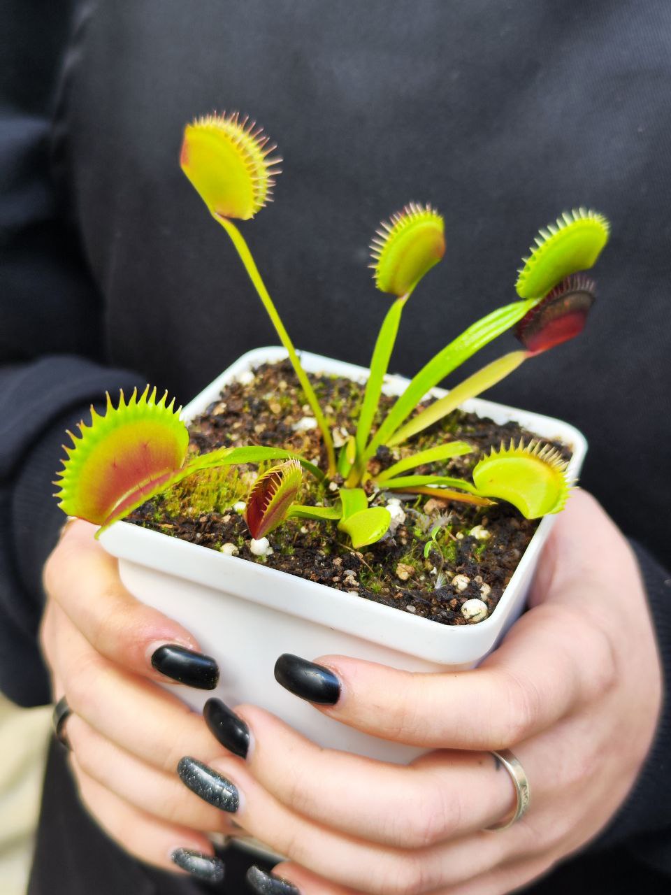 Венерина Мухоловка, Дионея Фейк Дракулы (Dionaea Muscipula Fake Dracula) D9см