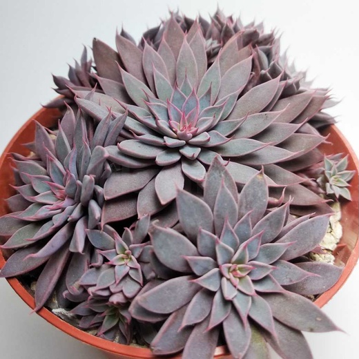 Эхеверия Расби (Echeveria Rusbyi) D5см