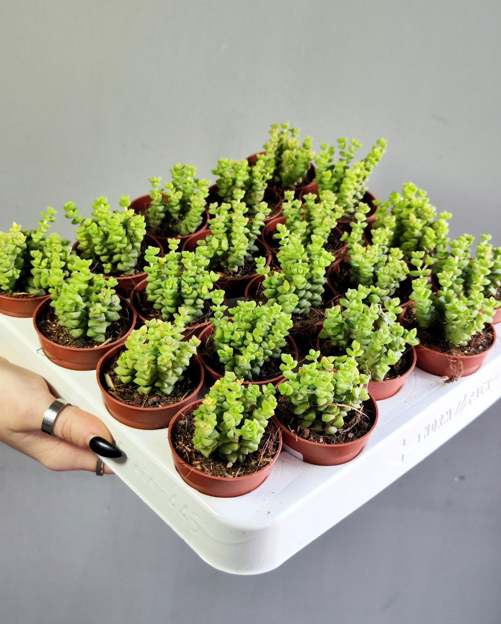 Крассула Рупестрис Том Тумб (Crassula Tom Thumb) D5см