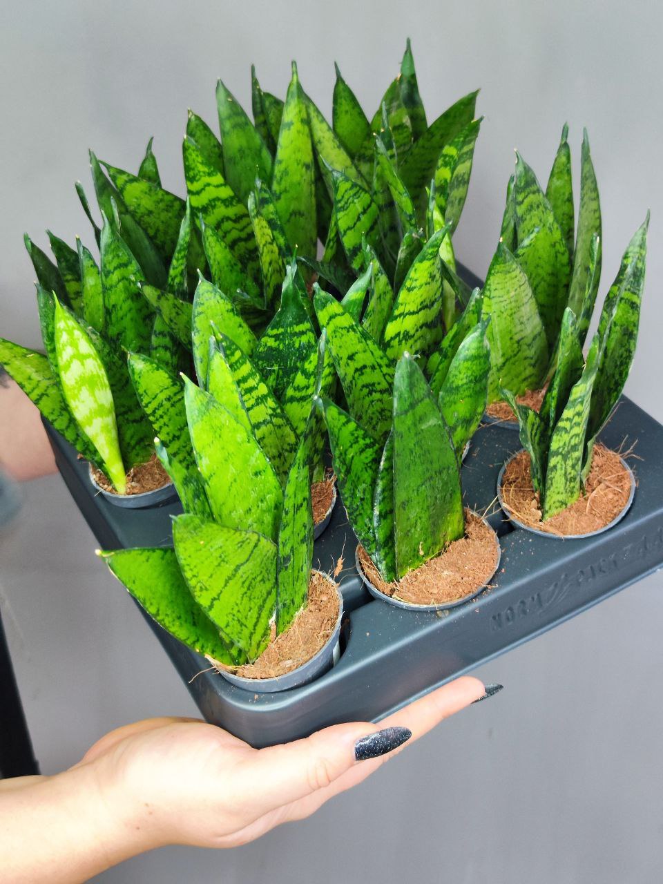 Сансевиерия Зейланика Фан (Sansevieria Zeylanica Fan) D6см