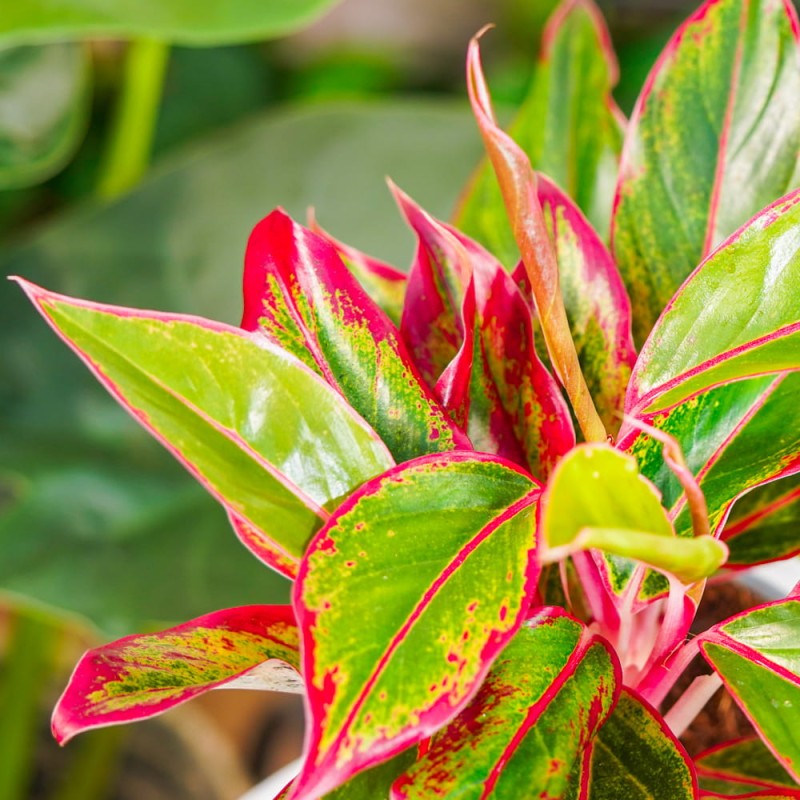 Аглаонема Крит Флейм (Aglaonema Crete Flame) D12см