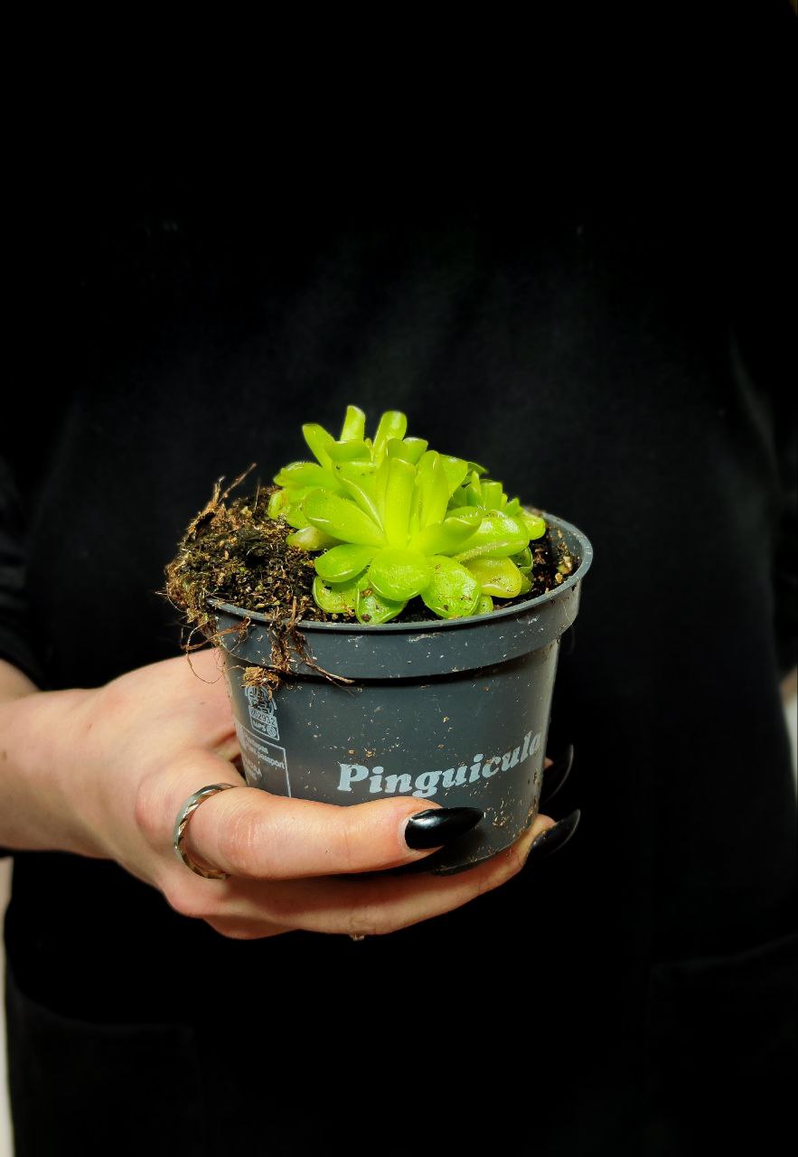 Жирянка Кандой (Pinguicula Kondoi) D9см