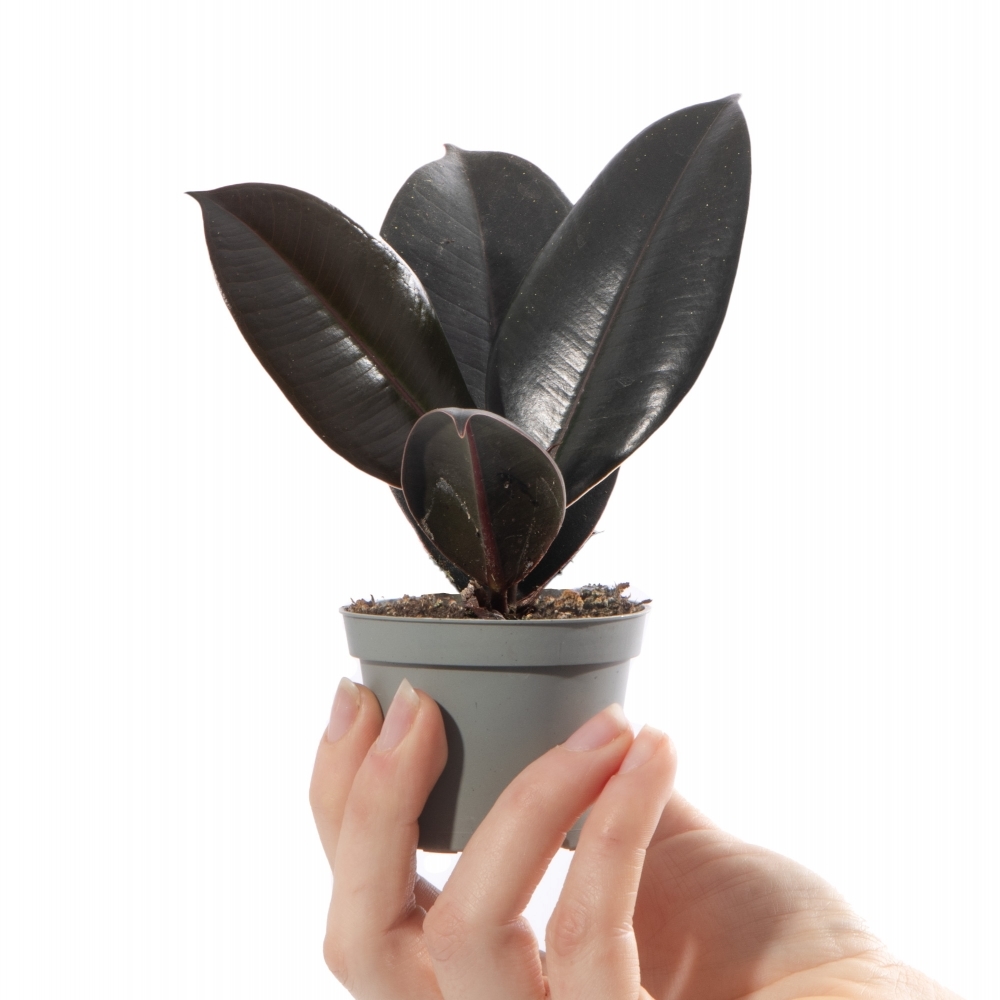Фикус Эластика Абиджан (Ficus Elastica Abidjan) D6см