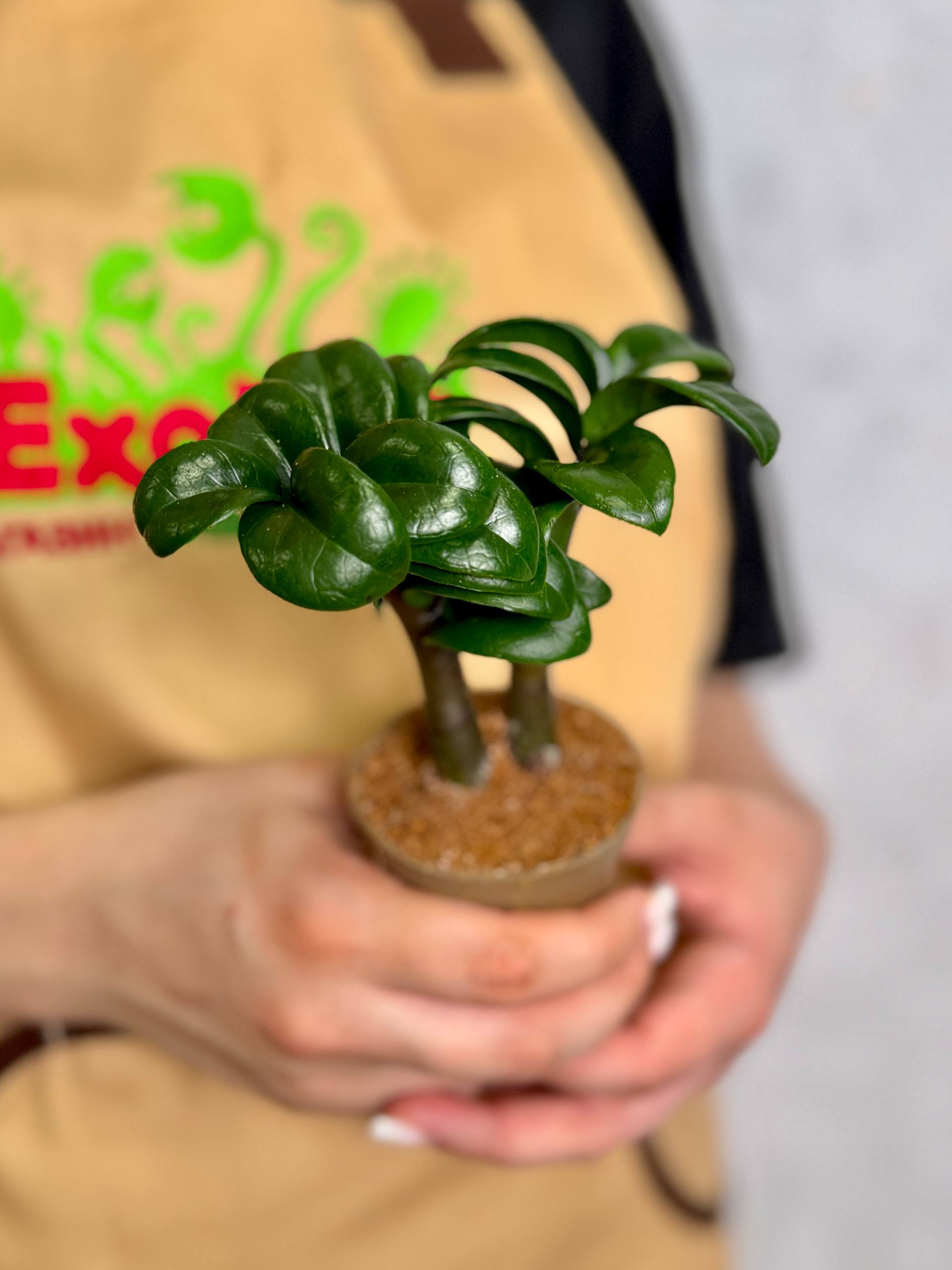 Замиокулькас Зензи Жук (Zamioculcas Zenzi Bug) D6см