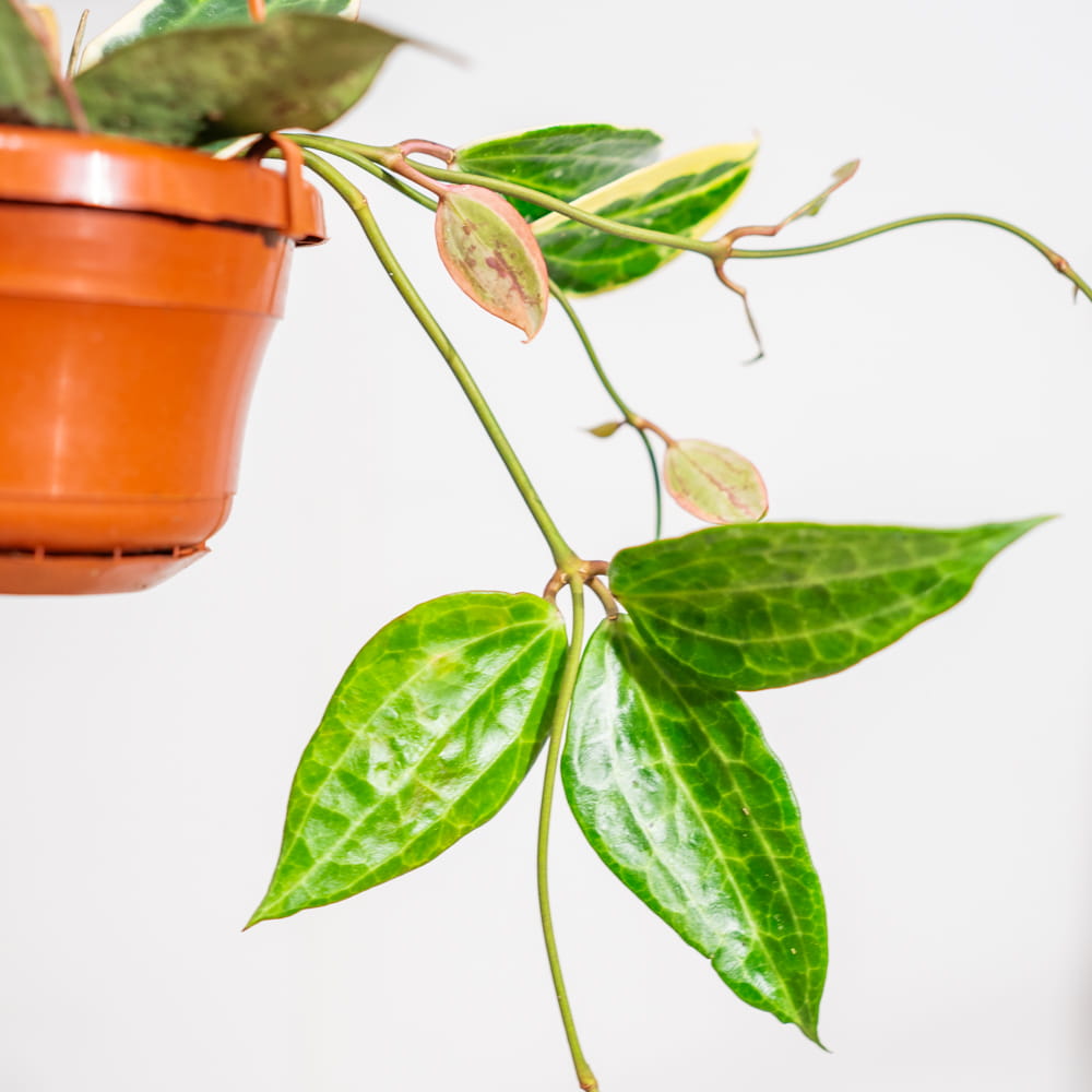 Хойя Макрофилла Альбомаргината (Hoya Macrophylla Albomarginata) D10см