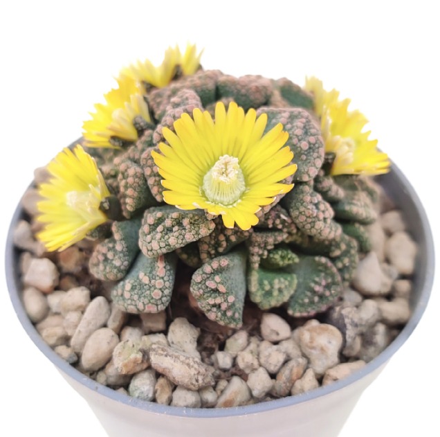 Титанопсис Калькарея Груп (Titanopsis Calcarea Group) D5см