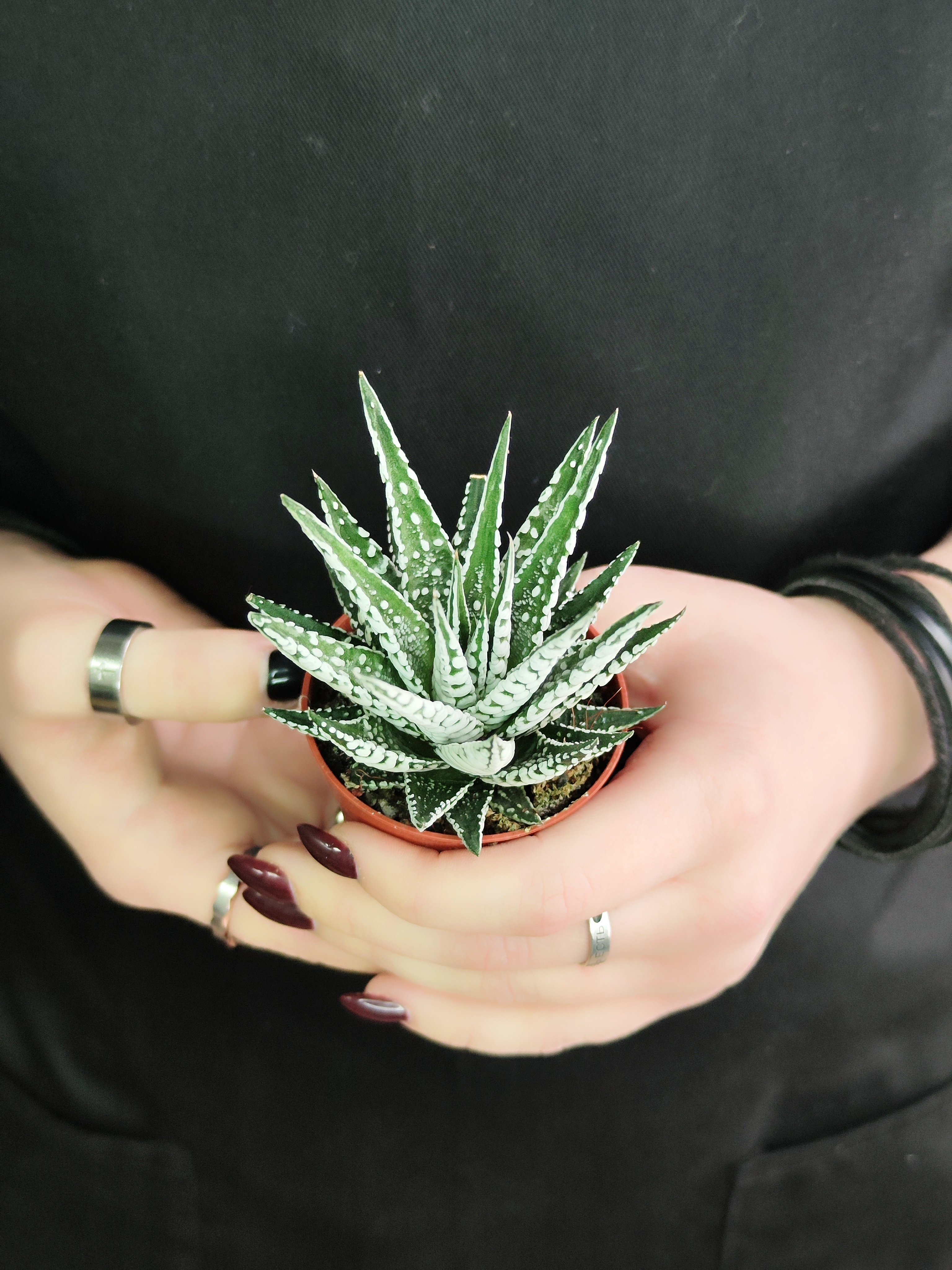 Хавортия Полосатая Альба (Haworthia Fasciata Alba) D5см