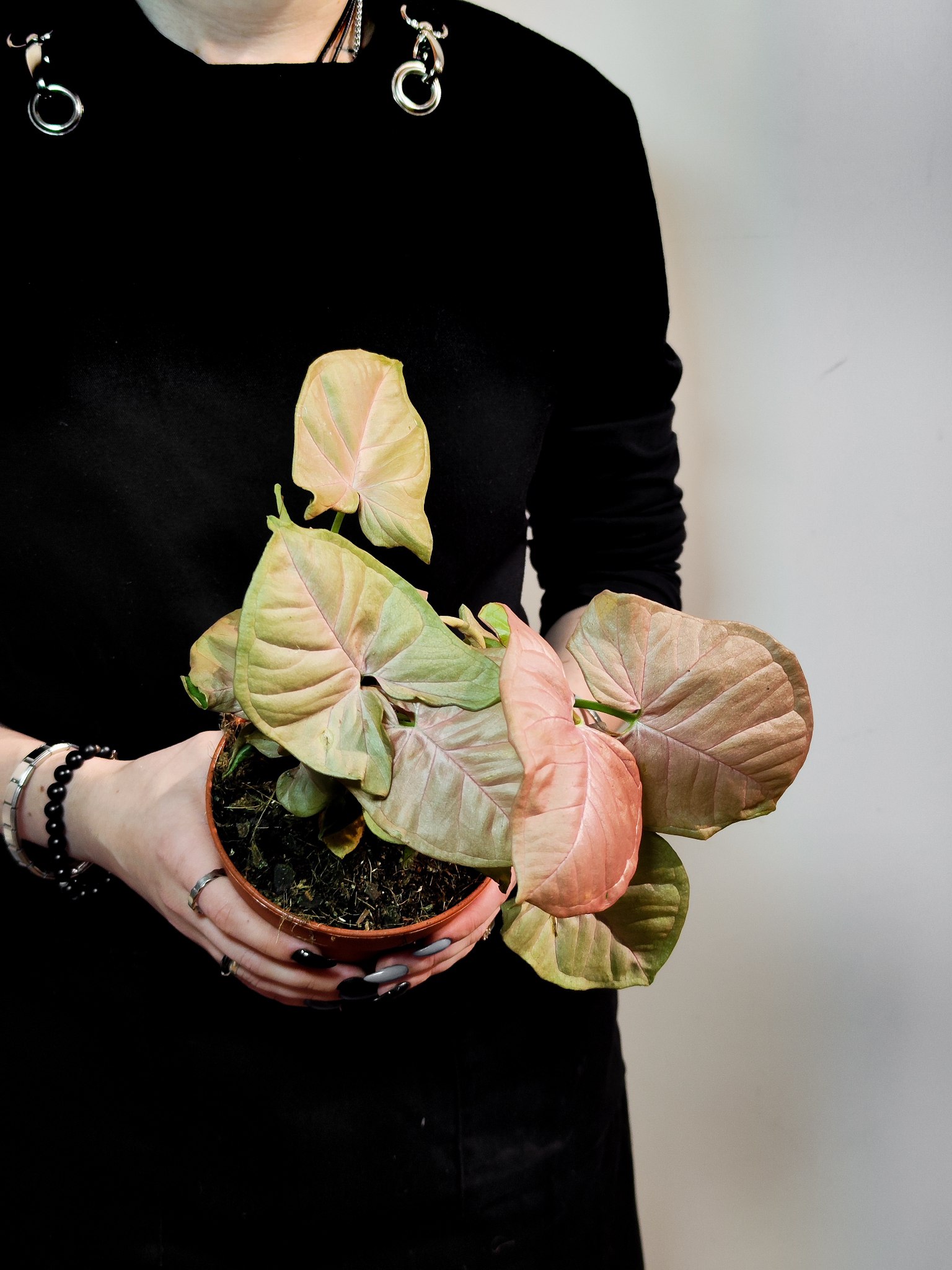 Сингониум Неон Робуста (Syngonium Neon Pobusta) D7см