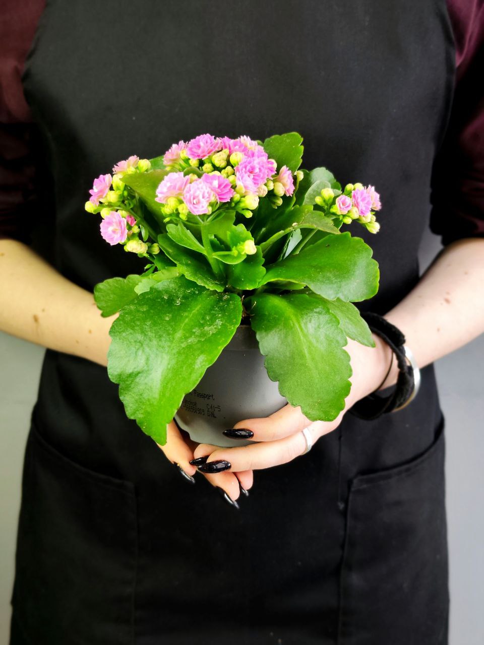 Каланхоэ Розалина Розовая (Kalanchoe Rosalina Pink) D9см