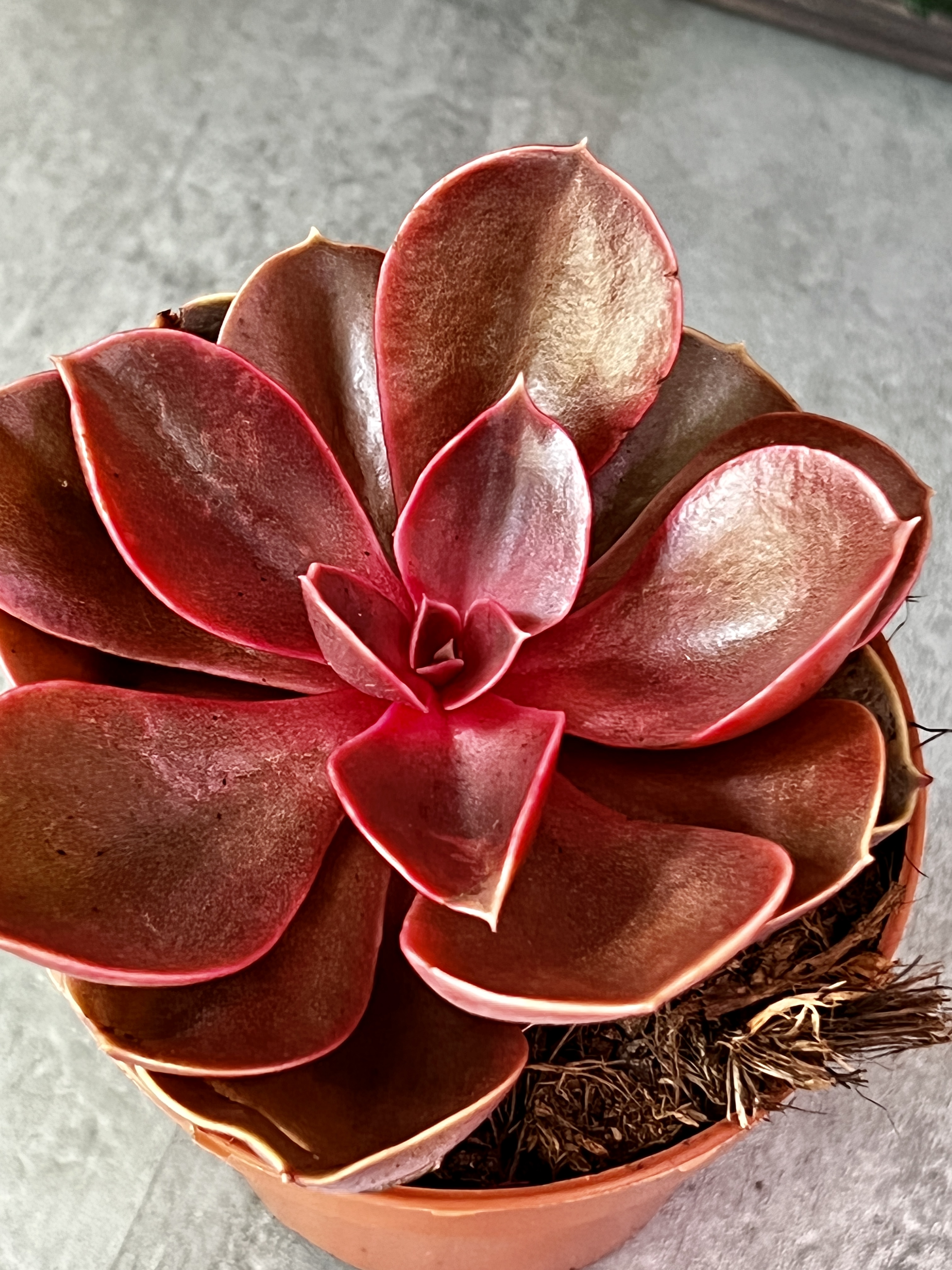 Эхеверия Ред Руби (Echeveria Red Ruby) D8см