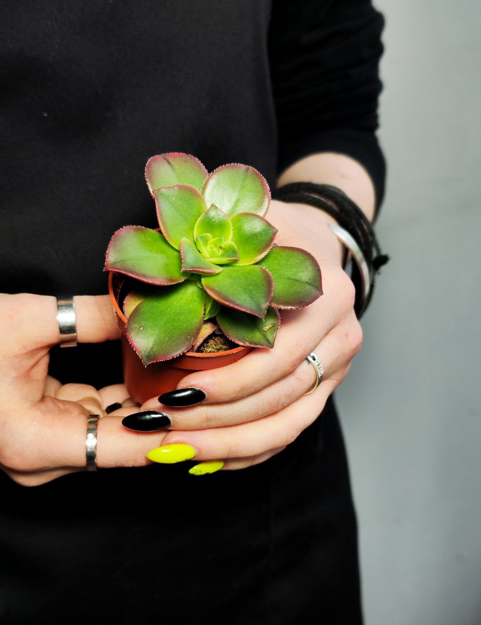 Эониум Киви (Aeonium Kiwi) D5см