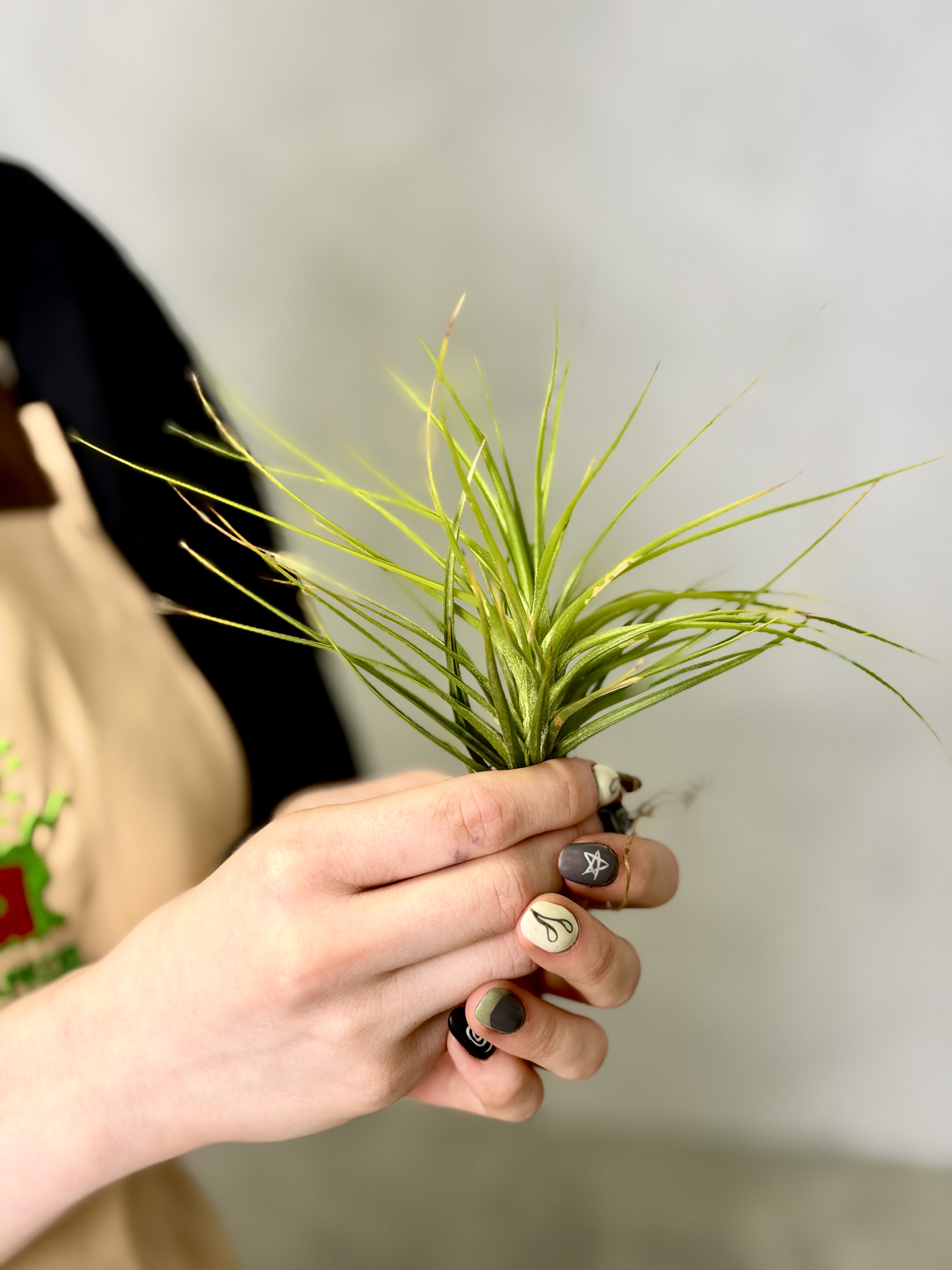 Тилландсия Стеблевая, или  Каулесценс (Tillandsia Caulescens)