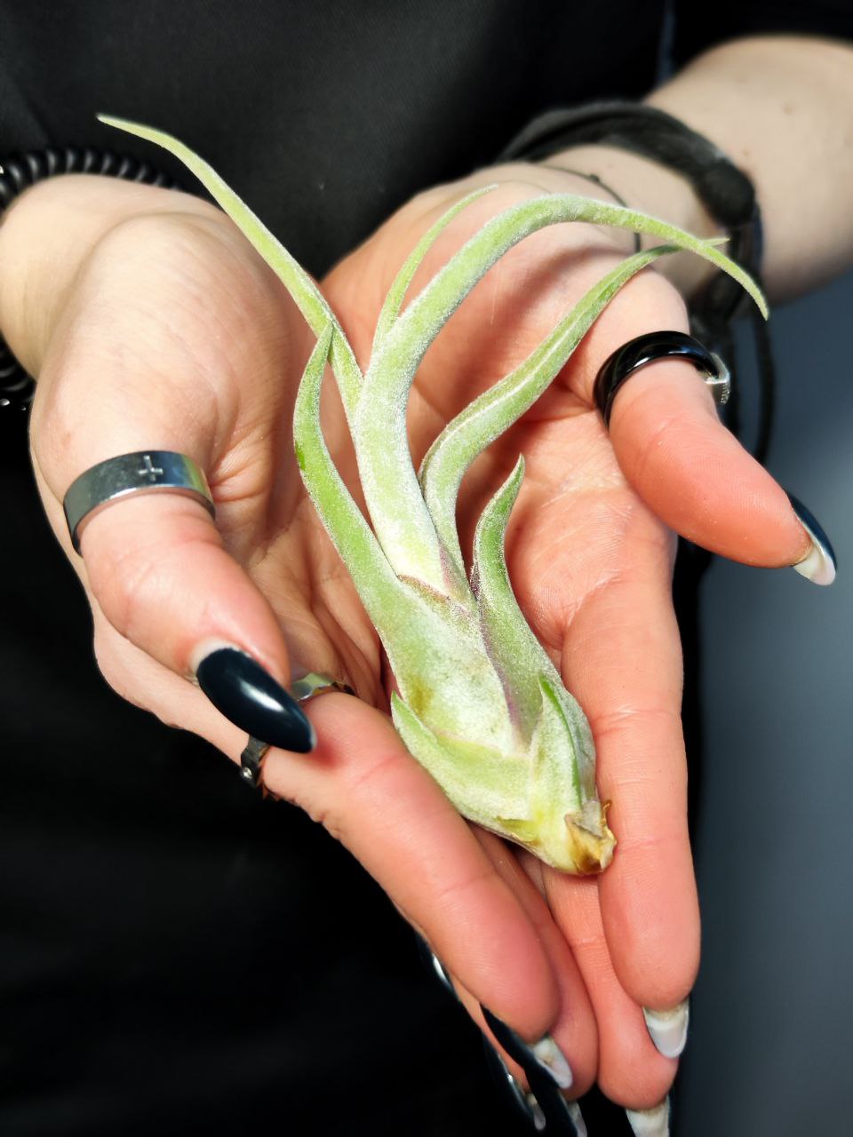 Тилландсия Голова Медузы (Tillandsia Caput Medusae)