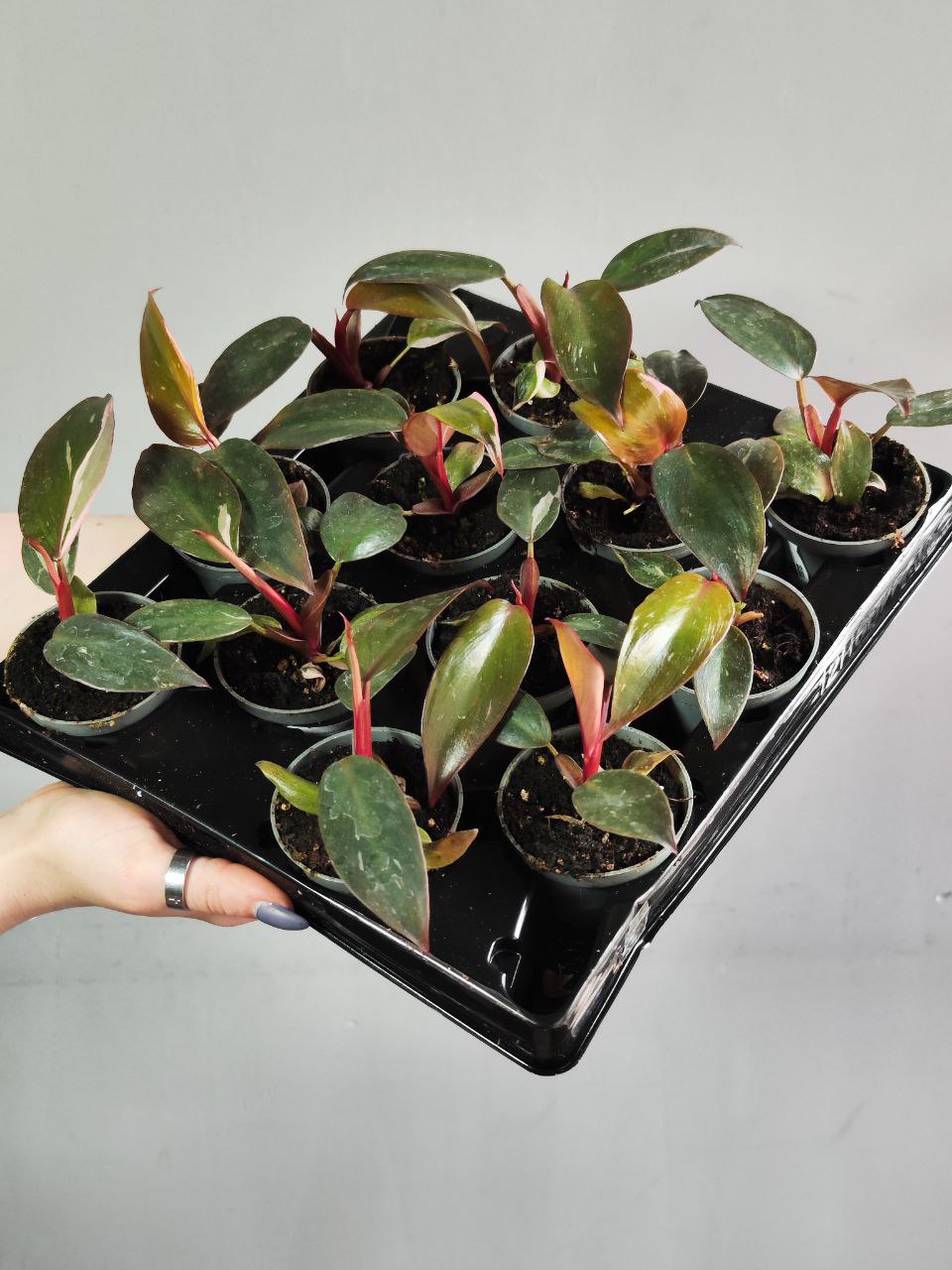 Филодендрон Пинк Принцесс (Philodendron Pink Princess) D6см