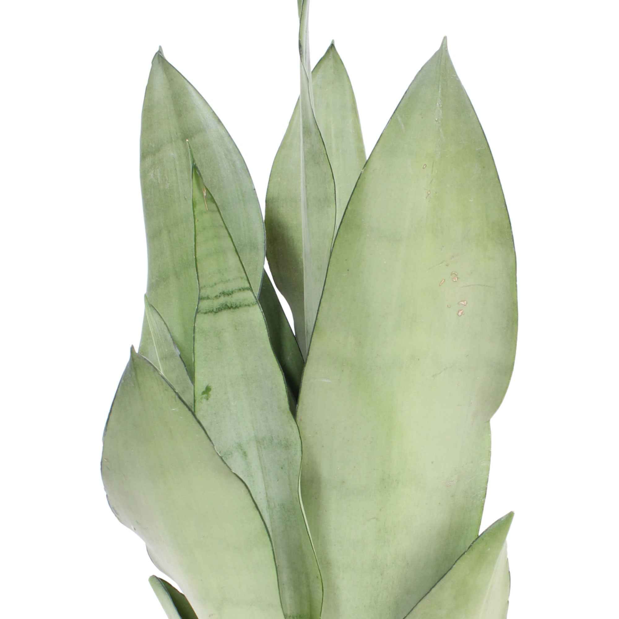 Сансевиерия Муншайн (Sansevieria Moonshine) D9см