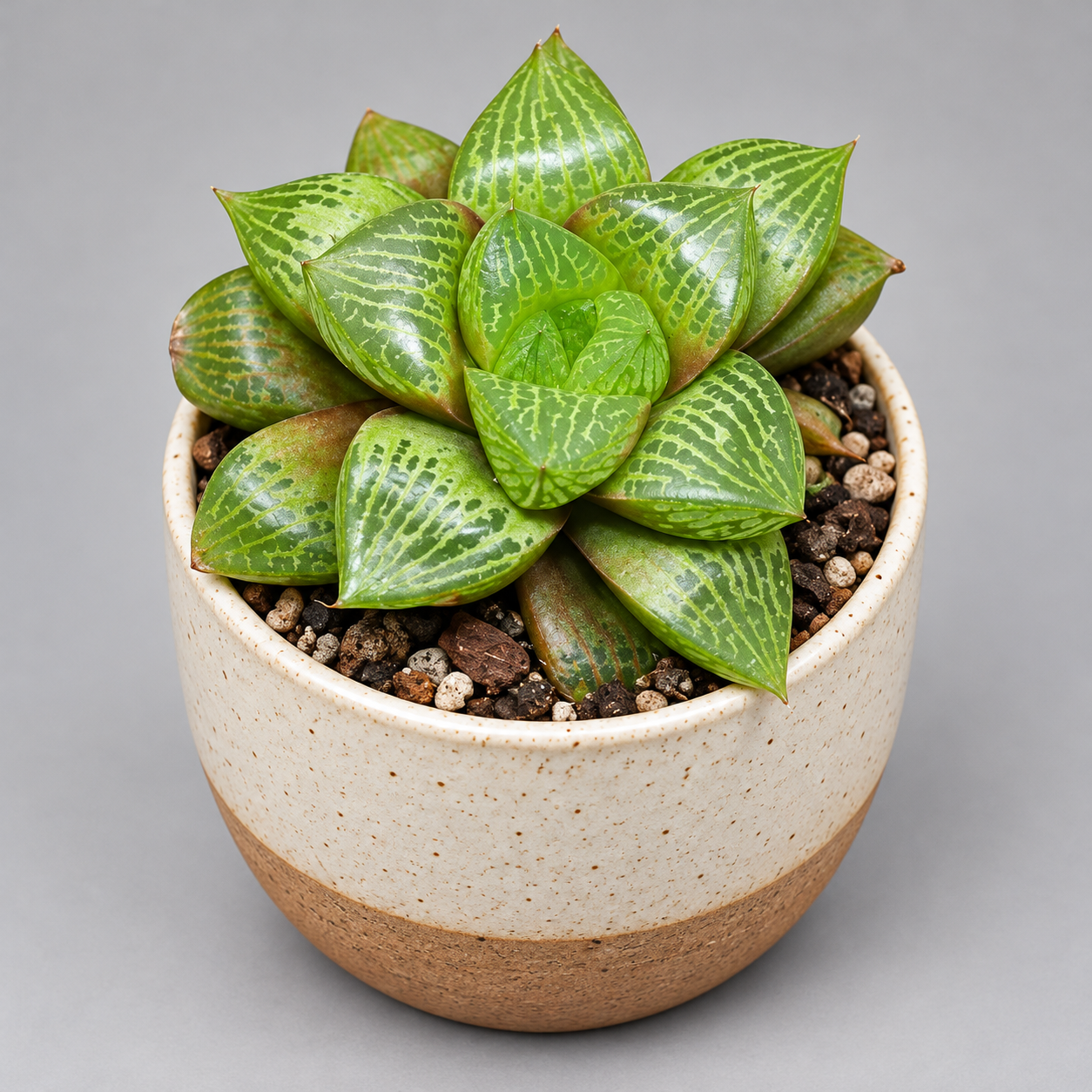 Хавортия Комптониана (Haworthia Сomptoniana) D5см
