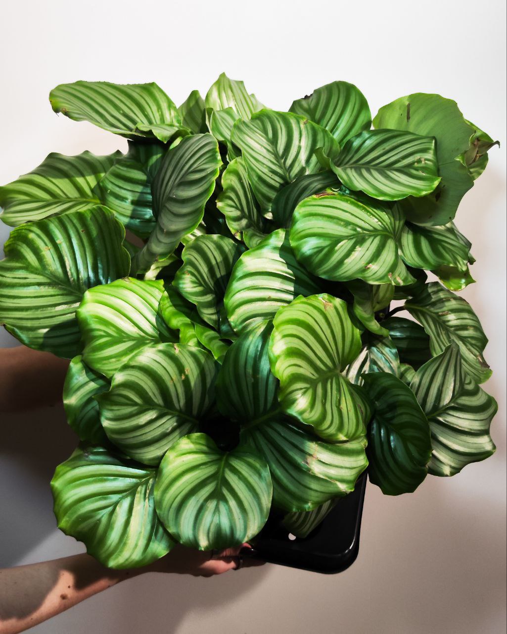 Калатея Орбифолия (Calathea Orbifolia) D11см