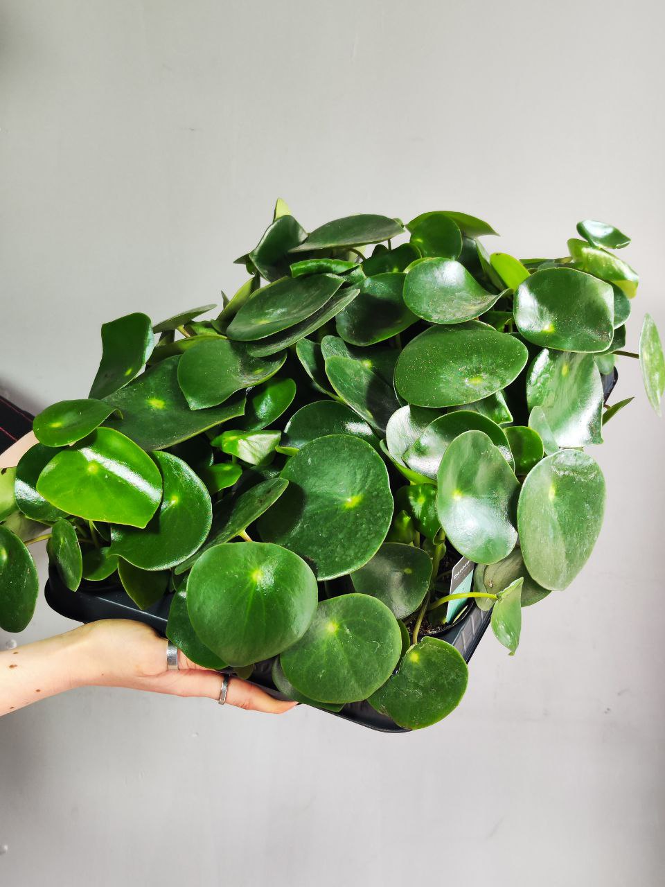 Пеперомия Рейндроп (Peperomia Polybotrya Raindrop) D12см