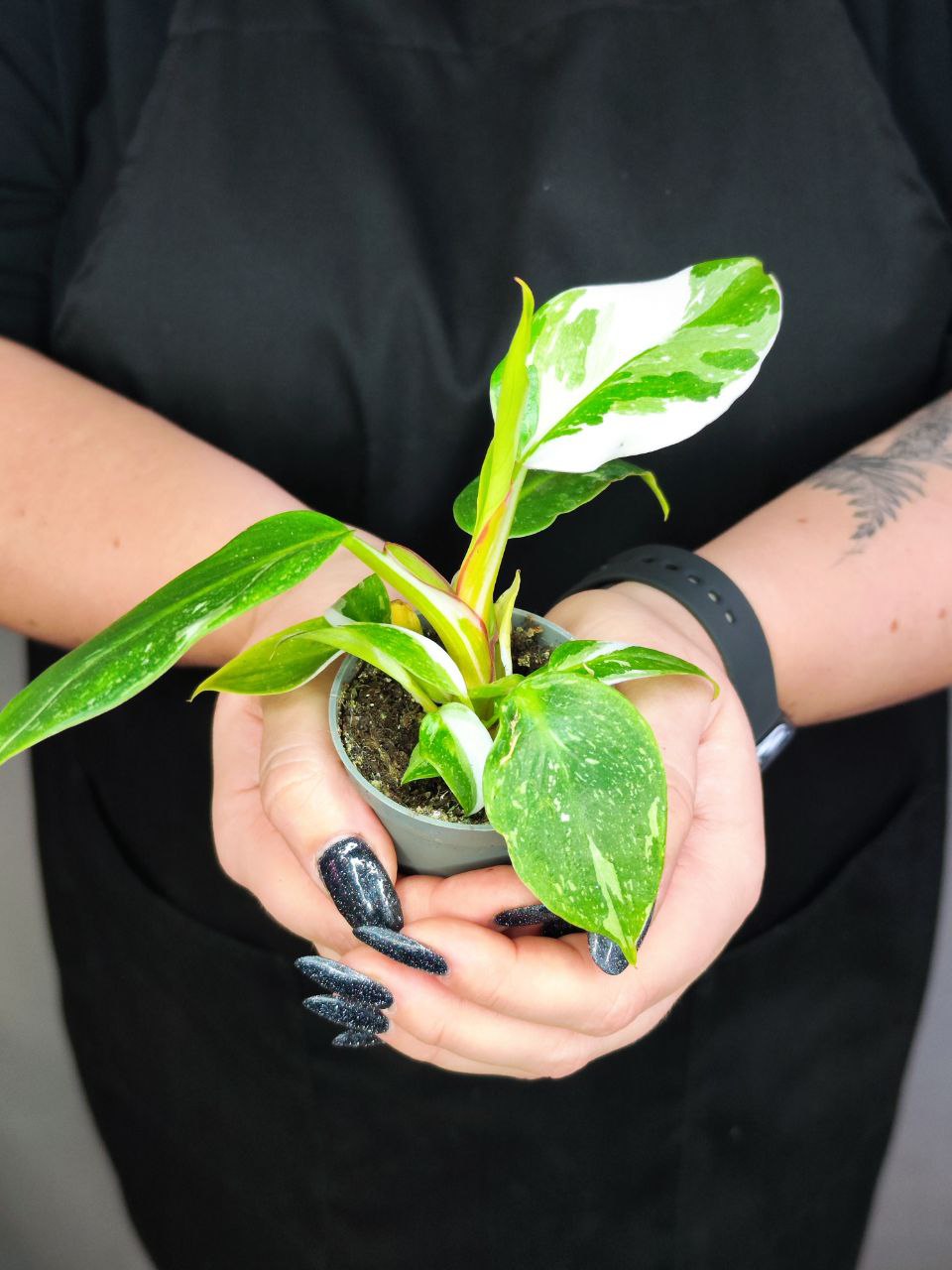 Филодендрон Вайт Принцесс (Philodendron White Princess) D6см
