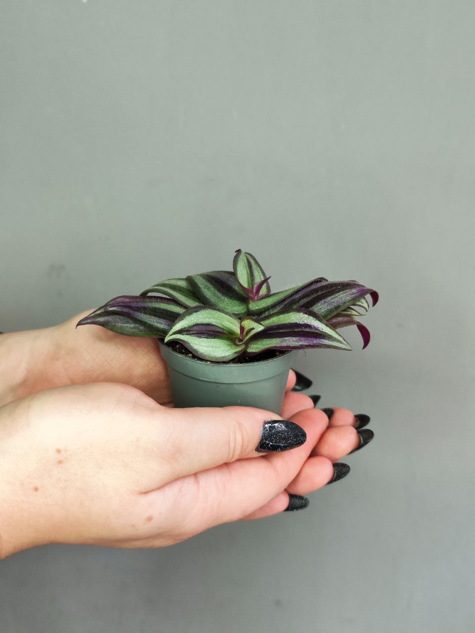 Традесканция Пинк Джой Зебрина (Tradescantia Pink Joy Zebrina)  D6см