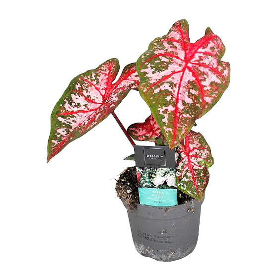 Каладиум Кэролин Уортон (Caladium Carolyn Whorton) D12см