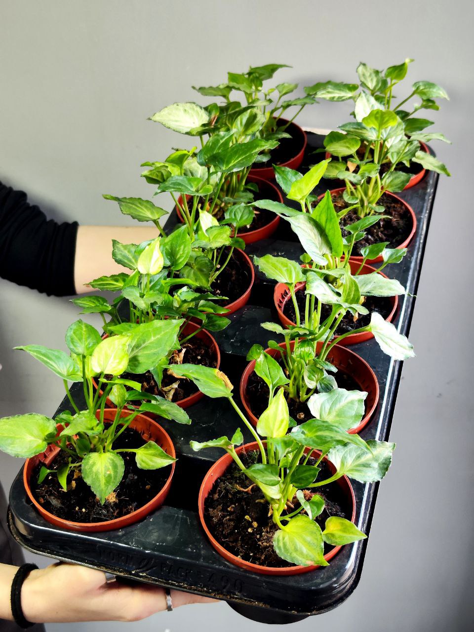 Сингониум Мышиные Ушки (Syngonium Mouse Ears) D10см
