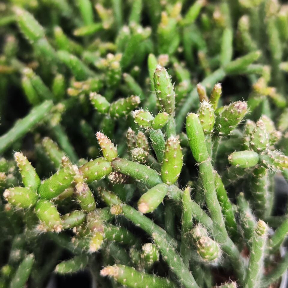 Рипсалис Барчела (Rhipsalis Burchellii) D5см